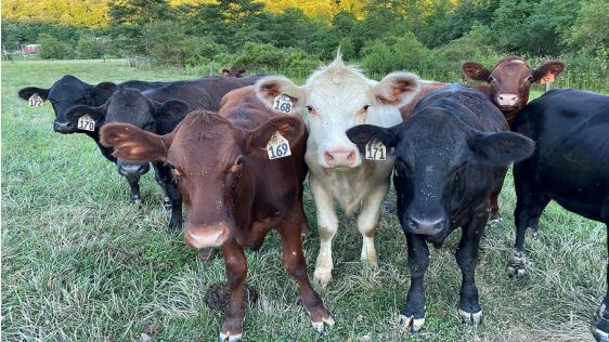 Webinar To Focus On Pa. Farm Animal Regs For Rescue Groups, Other 