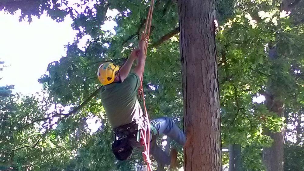 Want to learn to climb trees? Penn State course has you covered.