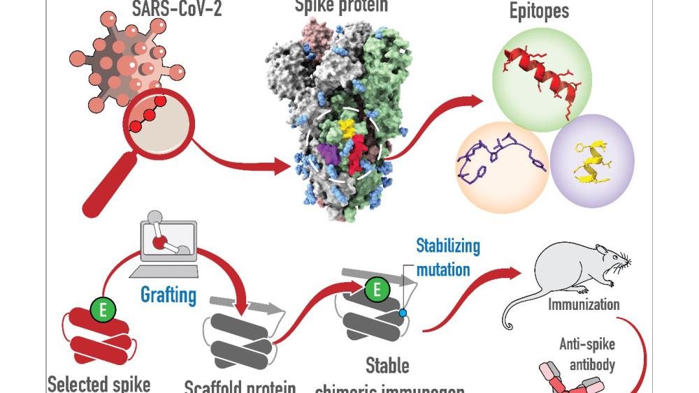 Coronavirus spike proteins may evolve to evade human immune system