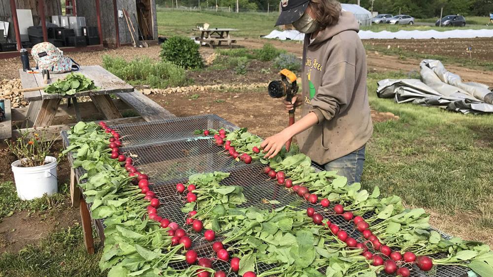 Student Farm provides fresh produce to residents of White Course Student Farm provides fresh produce to residents of White Course