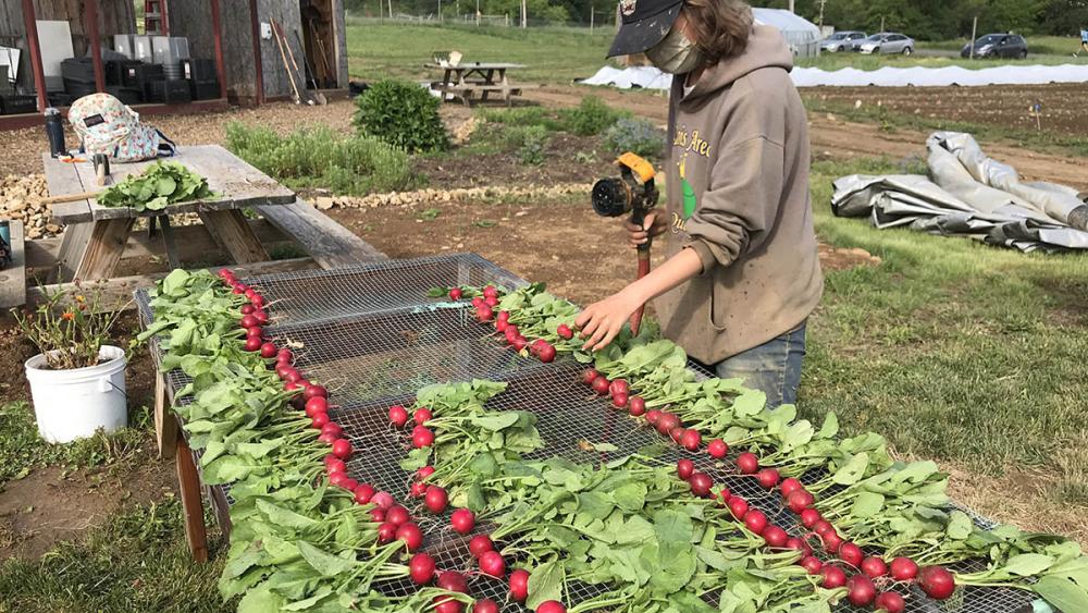 Student Farm provides fresh produce to residents of White Course