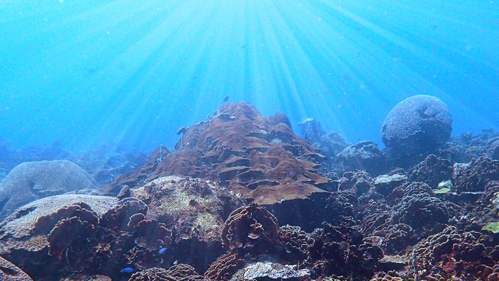Better access to sunlight could be lifeline for corals worldwide, study ... - Pennsylvania State University