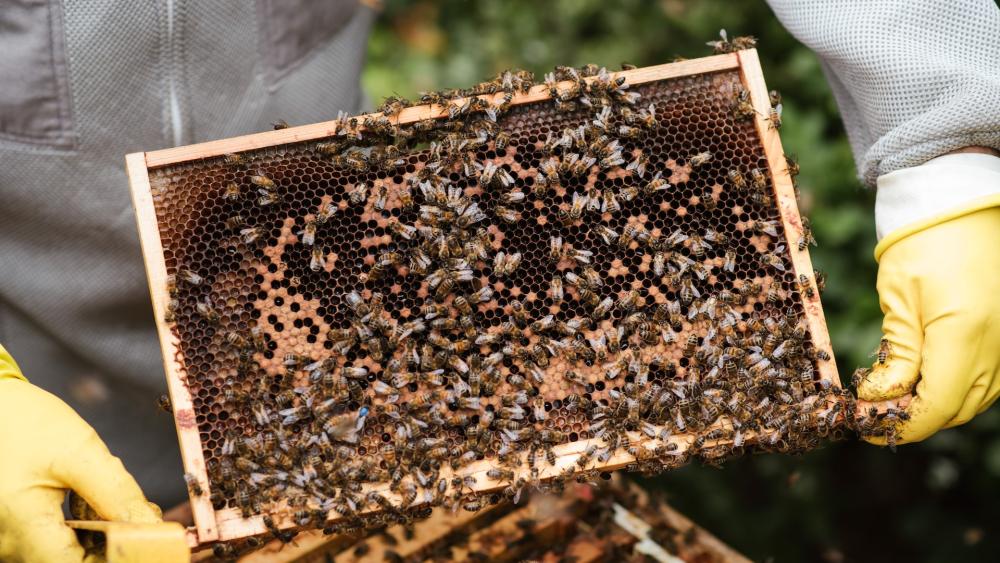 Honey Bees Are Struggling with Their Own Pandemic - Scientific