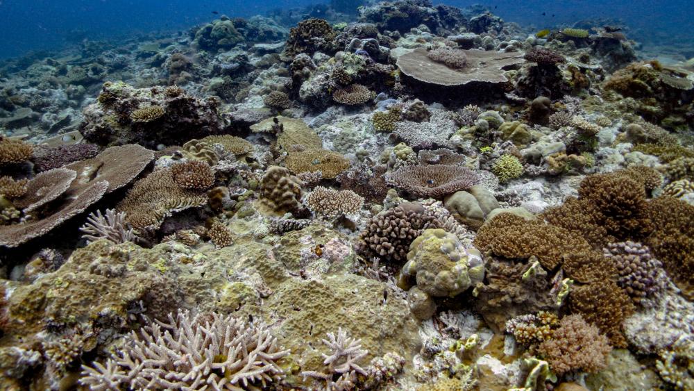 What happens next? The impact of coronavirus on Australia's endangered coral  reefs