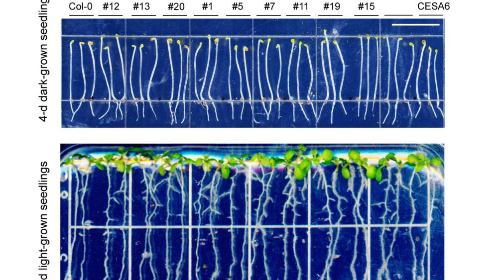 Newly identified protein regulates the creation of cellulose in plant ...
