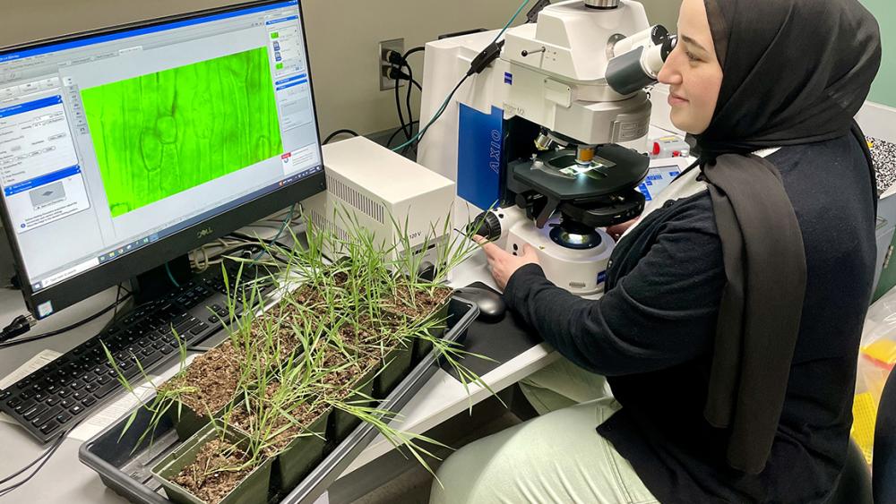 A $1.45 million NSF grant to fund new research into how grasses thrive in dry climates