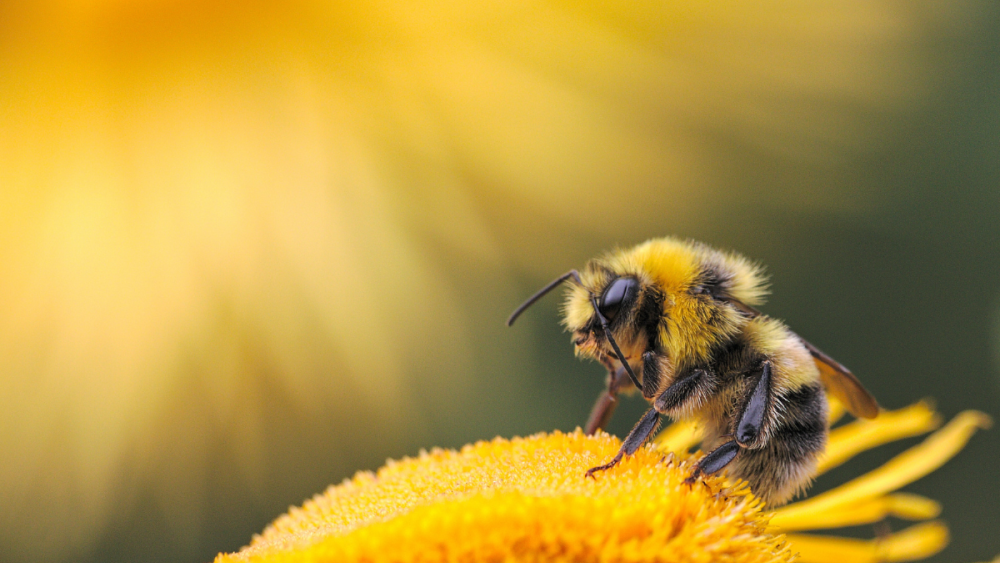 Honey bees may inherit altruistic behavior from their mothers