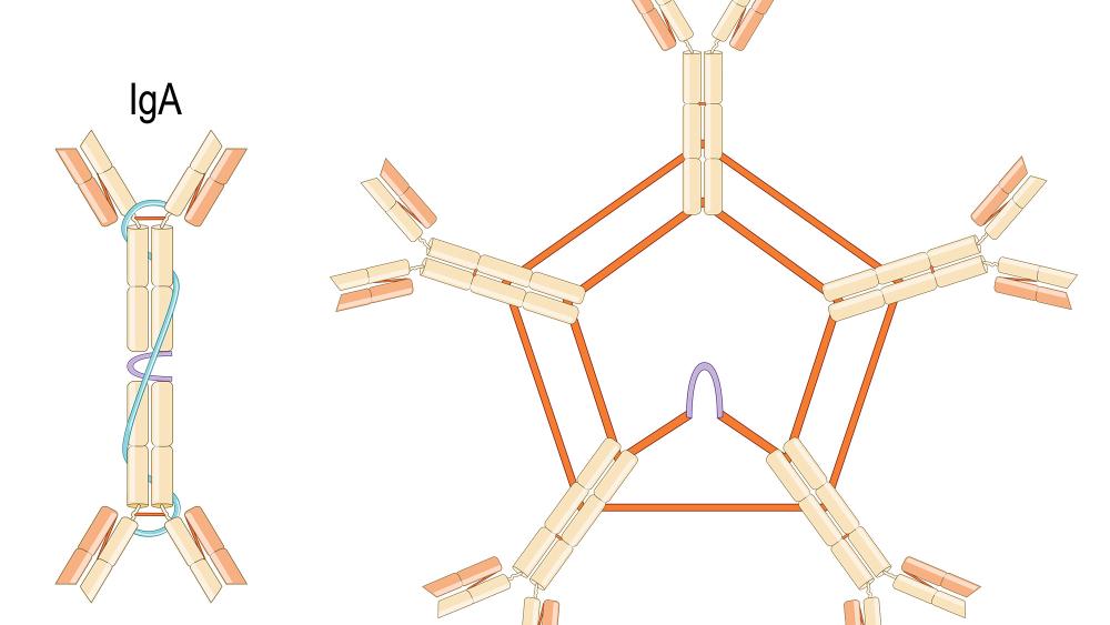 ヒトにおける謎の免疫系分子の進化的起源が明らかに