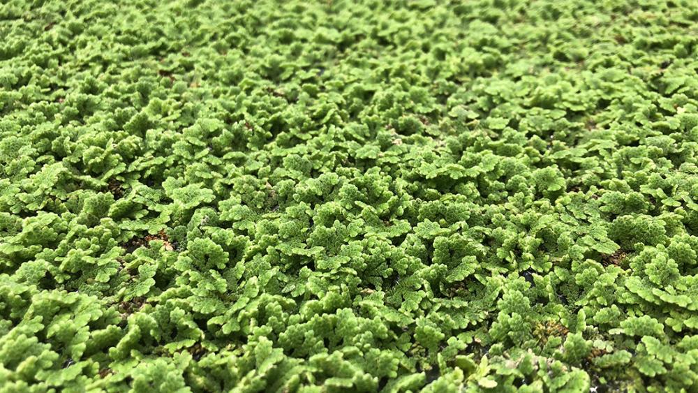 Common Plant Could Help Reduce Food Insecurity Researchers Find Penn State University Common Plant Could Help Reduce Food Insecurity Researchers Find Penn State University
