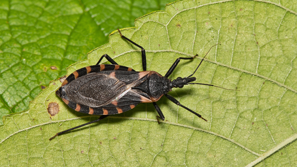 UNIVERSITY PARK, Pa. — Kissing bugs, or triatomine bugs, are the primary vector for Chagas disease, a major public health concern in Central and Sou