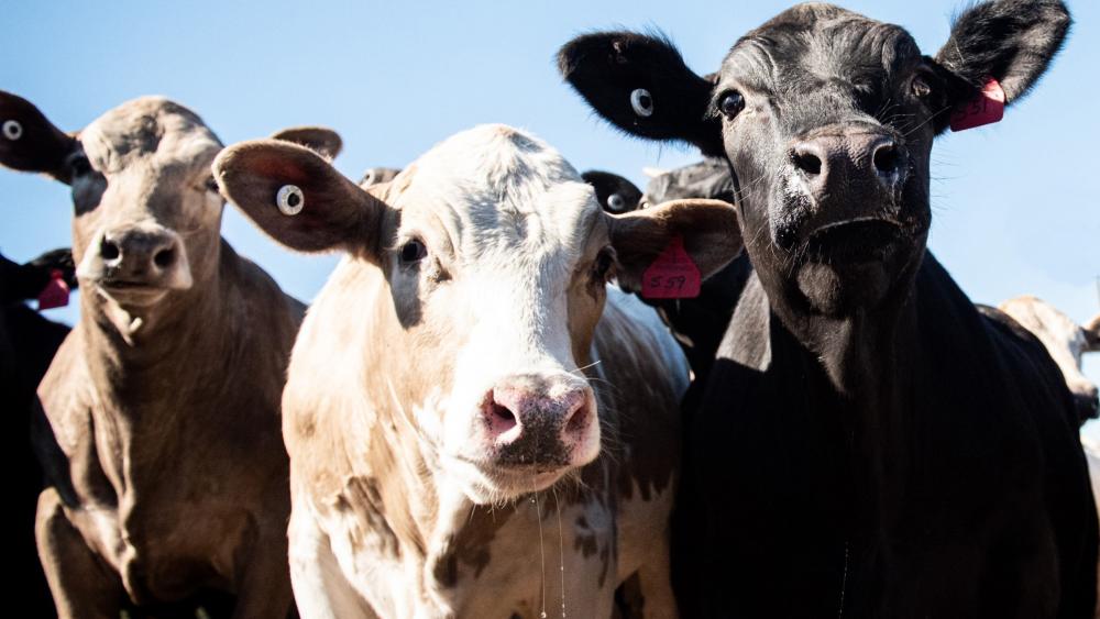 Study suggests Holstein dairy cows not harmed by producing beef ...