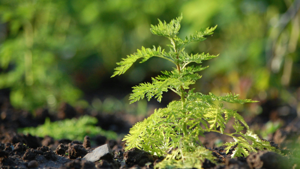 Plant compound used in traditional medicine may help fight tuberculosis Plant compound used in traditional medicine may help fight tuberculosis