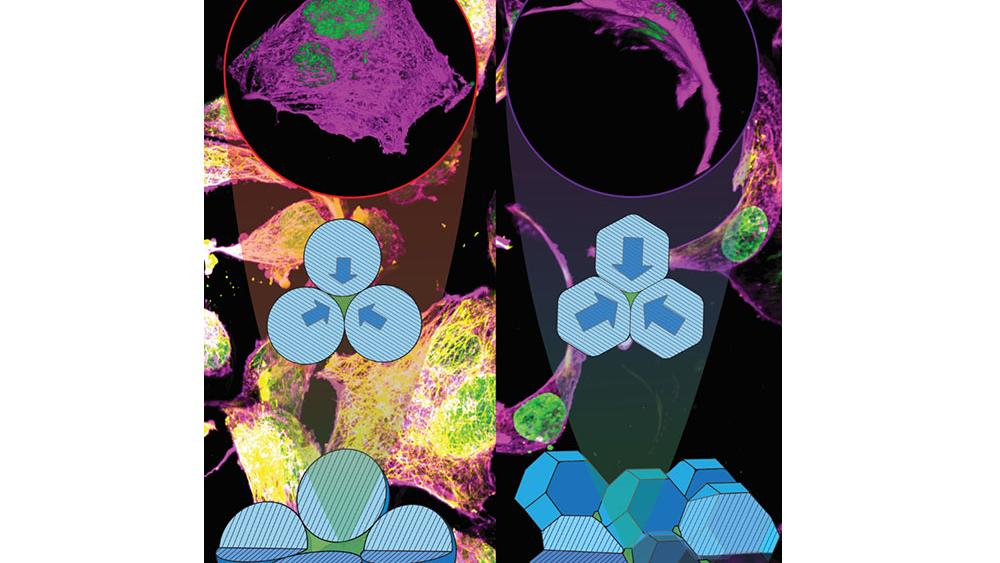 Direct Cell Squishy microgels in granular biomaterials confine and direct cell ...