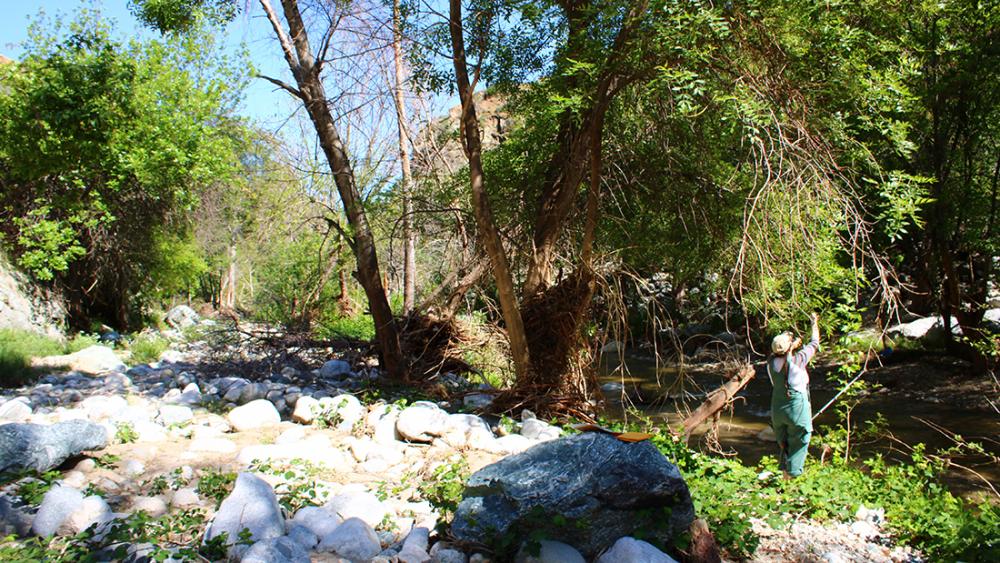 Researchers Develop Resilient Ash Trees to Combat Pest