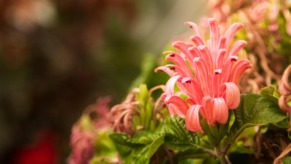 Hidden Gem: The Buckhout Greenhouses | Penn State University