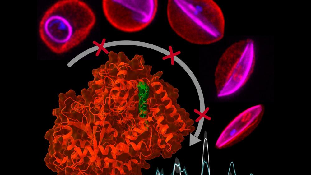 Disrupting parasite gene regulation reveals new malaria intervention ...