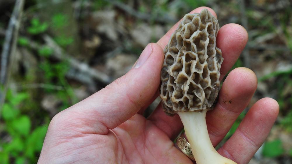 morchella-esculentoides-common