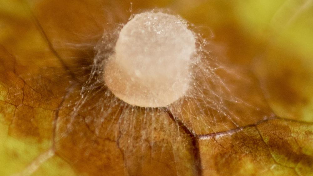 Gene editing, traditional crossbreeding produce disease-resistant cacao plants