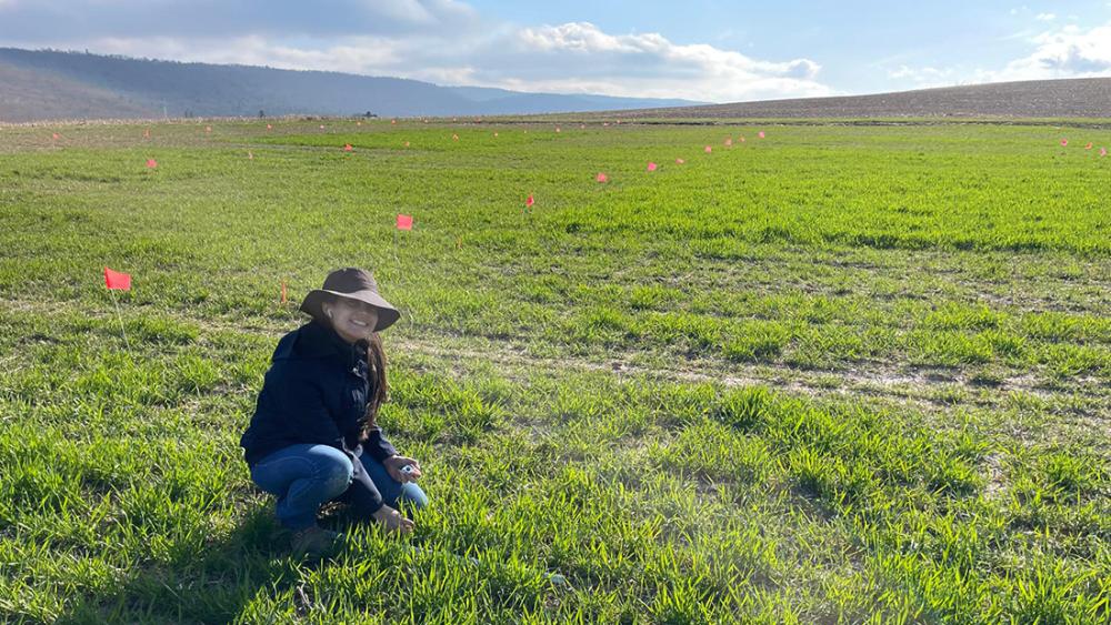 Growth regulator offers tradeoffs for winter wheat grown for both grain, straw – Penn State University