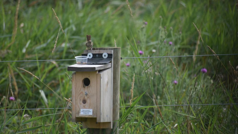 Spotted lanternfly may use ‘toxic shield’ to fend off bird predators
