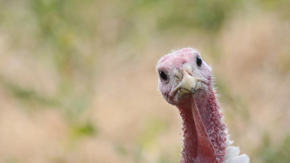 Turkey Technology It’s a bird, it’s a drone, it’s both: AI tech monitors turkey behavior ...