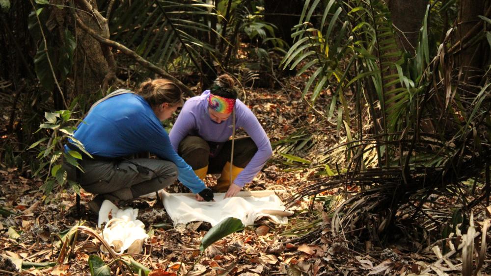 College of Ag Sciences awards bridge funding for global research collaborations