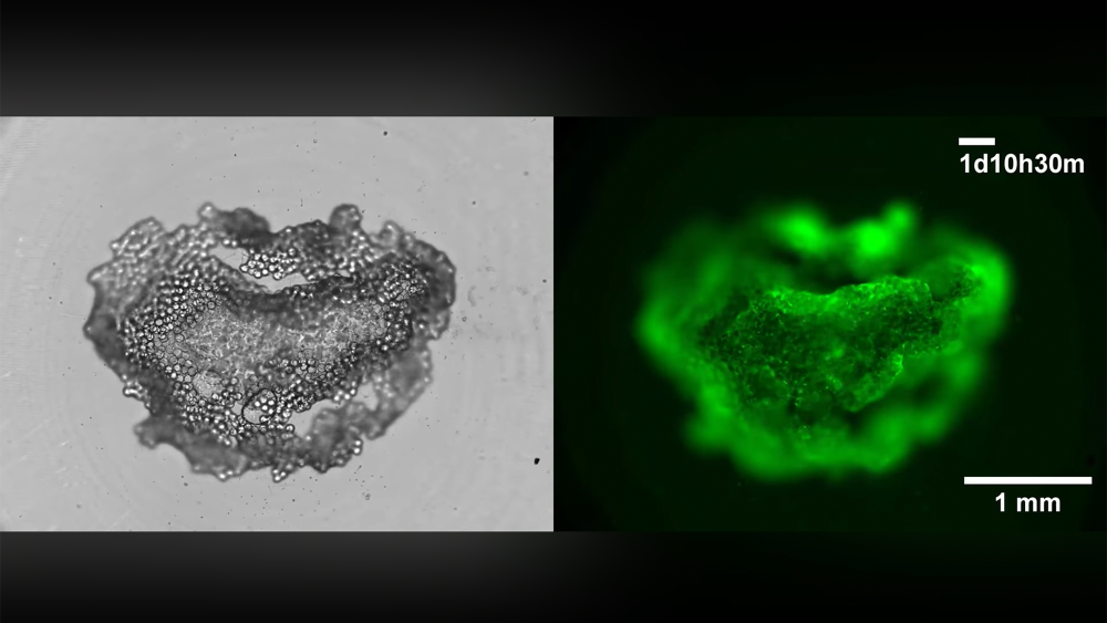 Snowflake Cell WATCH: Cell ‘snowball’ may be answer to large-scale tissue engineering ...
