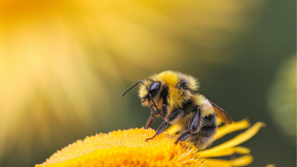 Worker bumble bees help determine which baby bee will become queen