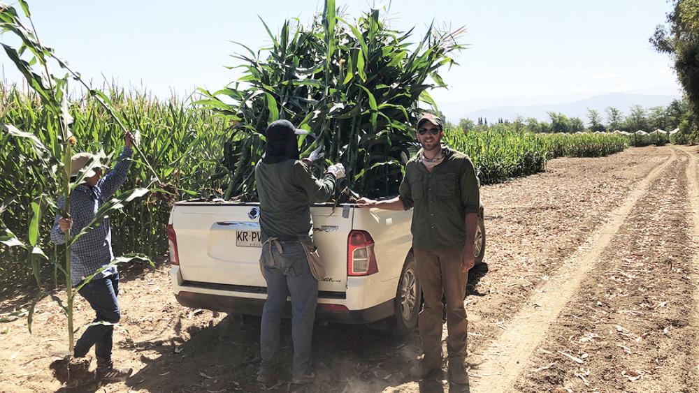 Corn research