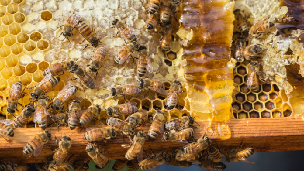Honey from continental US may be as pesticide-free as imported organic honey