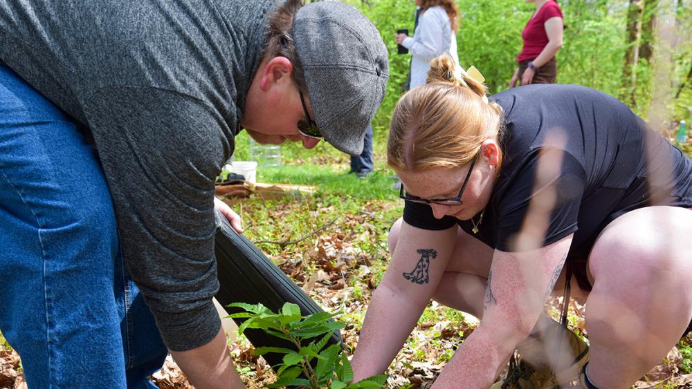 Penn State Altoona student leads American chestnut restoration senior seminar project