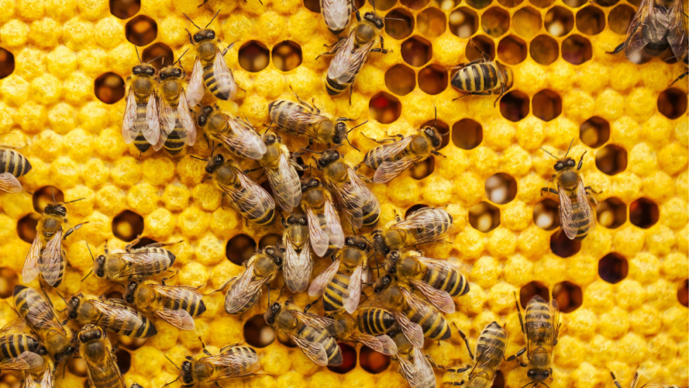 Diets high in a particular type of fat help protect bees against pesticides