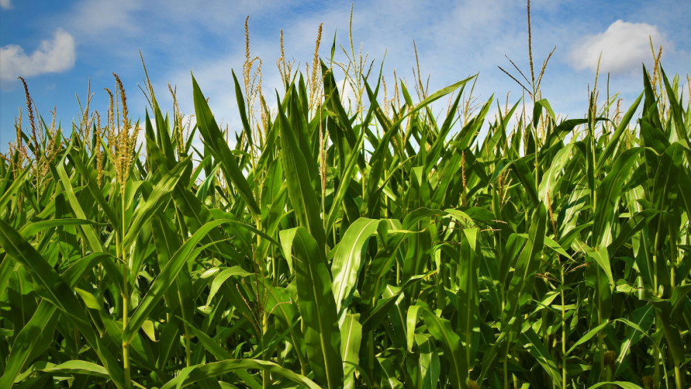 Specific cover crops may help attract insects that target harmful pests