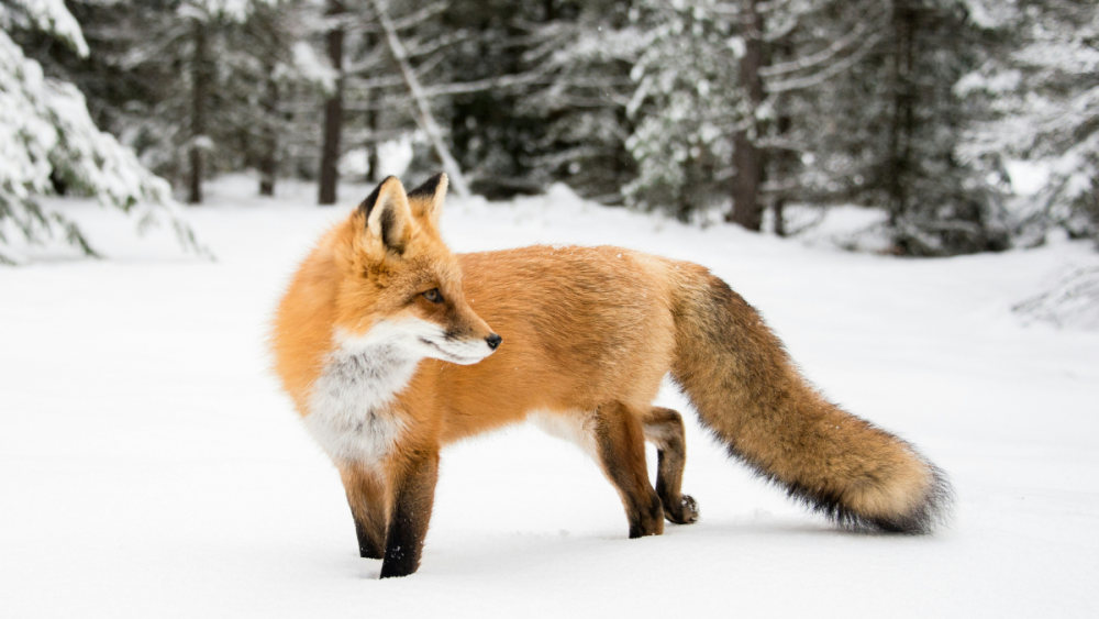 Diagnosing parasites that pose health risks for dogs, humans