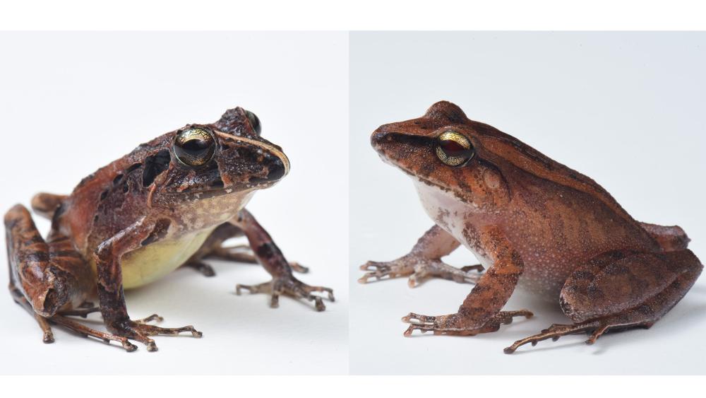 Photograph accompanying Suppressing a frog's skin bacteria made chytrid disease more likely in a Penn State experiment