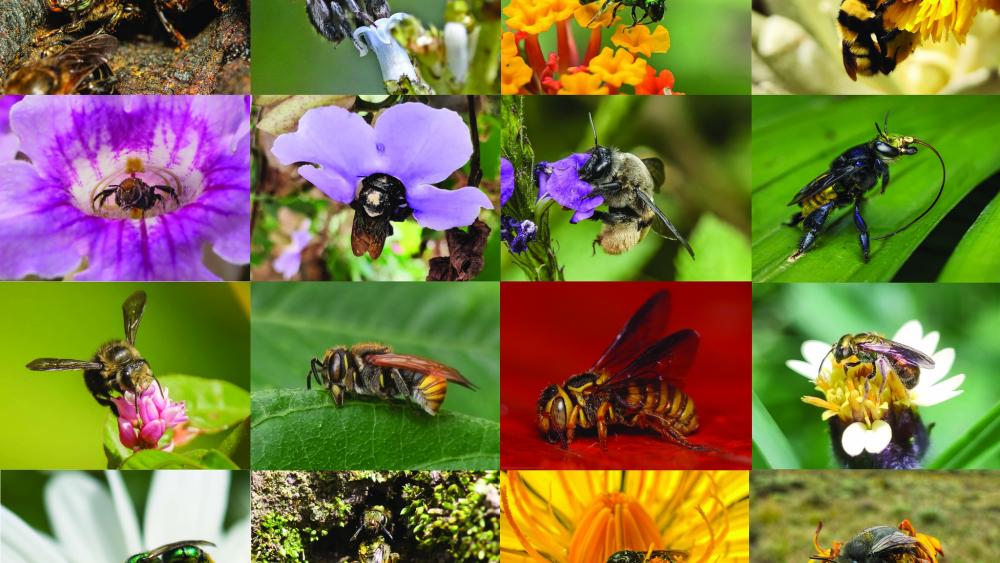 Photograph accompanying One in three bee species on Colombia's first national checklist is a new country record