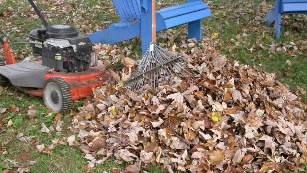 Q&A: Why fallen leaves are a 'gift' worth keeping