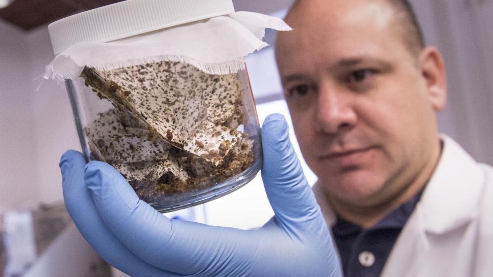 Biopesticide could defeat insecticide resistance in bedbugs | Penn ...