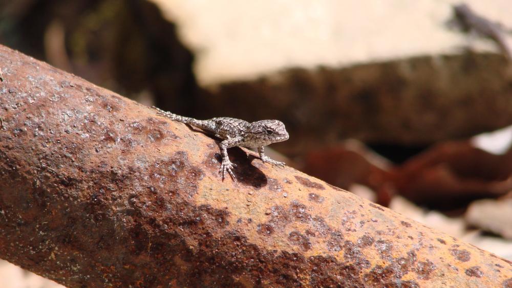 Maternal Stress During Pregnancy May Shorten Lifespans Of Male Lizard Offspring Penn State University