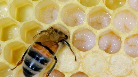 tutorial bee Larval transfer