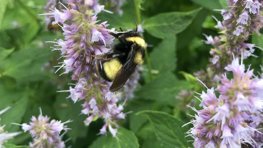 Bumble Bees as Pollinators, College of Agriculture, Forestry and Life  Sciences