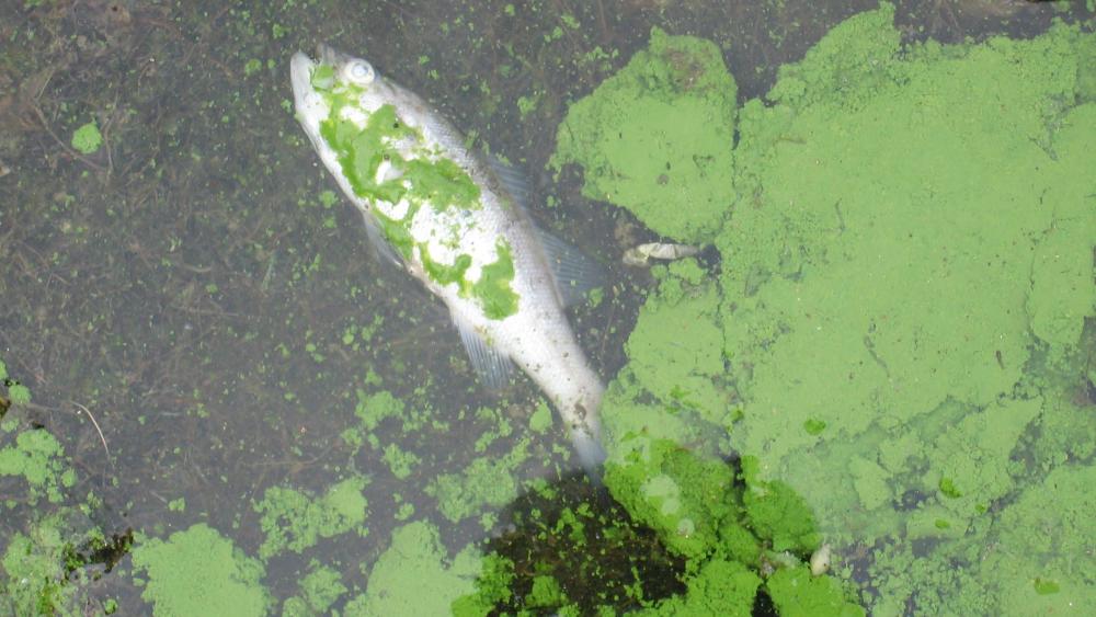 Project to reduce risk of harmful algal blooms in ponds and lakes