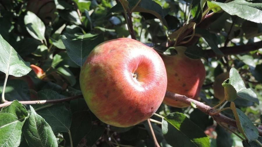 Minnesota Secretary Of State - State Fruit - Honeycrisp Apple