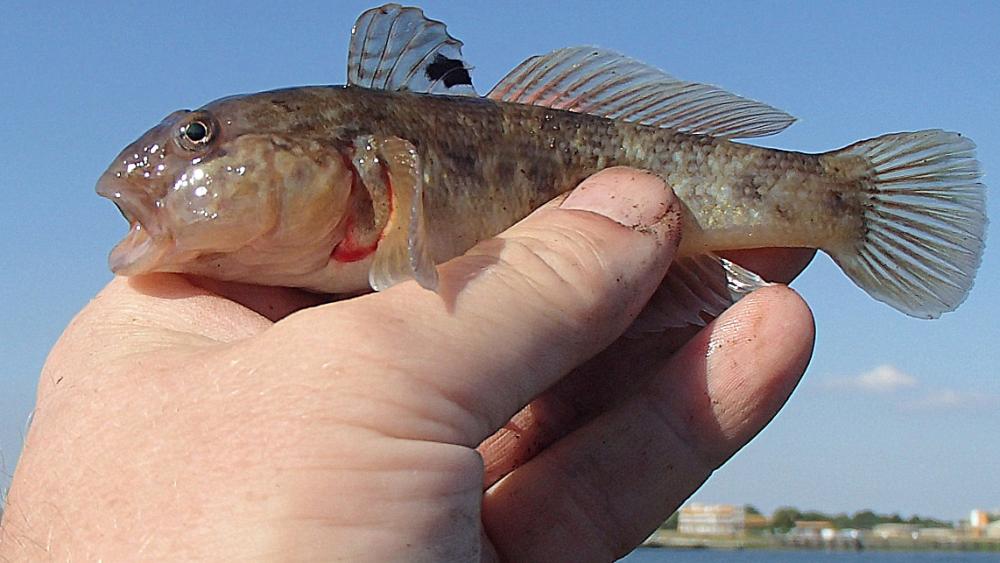 Invasive round gobies may be poised to decimate endangered French