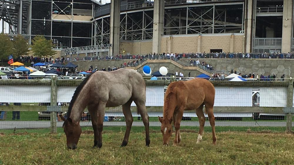 penn-state-horse-barn-open-house-welcomes-football-fans-oct-13-penn