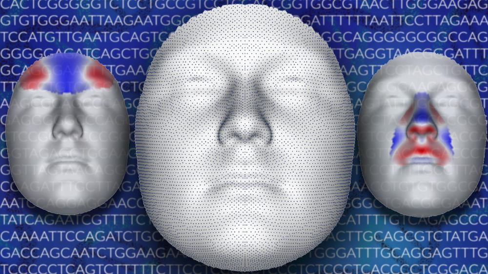 Triangular Face Genetic Genetics of human face begin to reveal underlying profile | Penn State ...