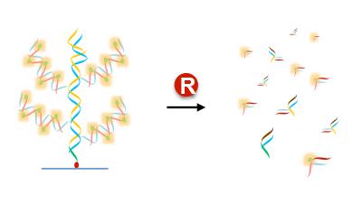 Dynamic Reversible Polymers Dynamic DNA polymers can be reversed using biocompatible techniques ...