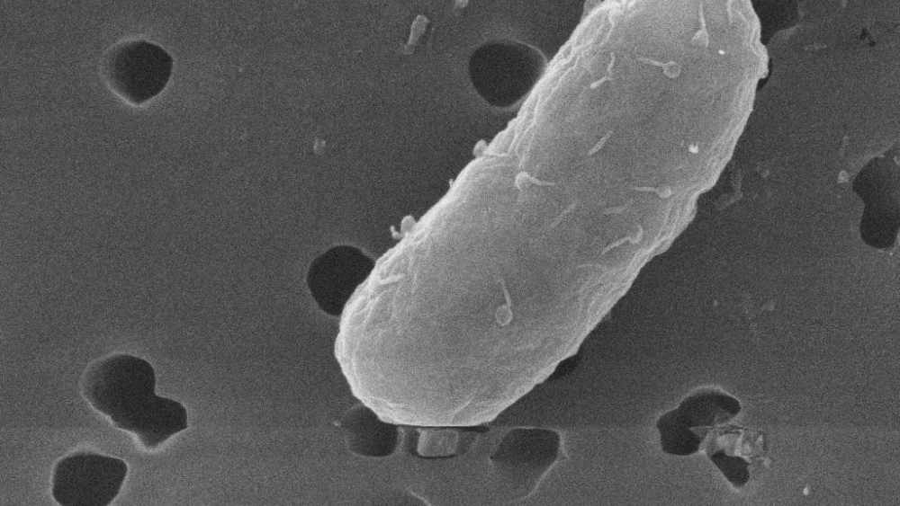 Bacteria uses viral weapon against other bacteria | Penn State University