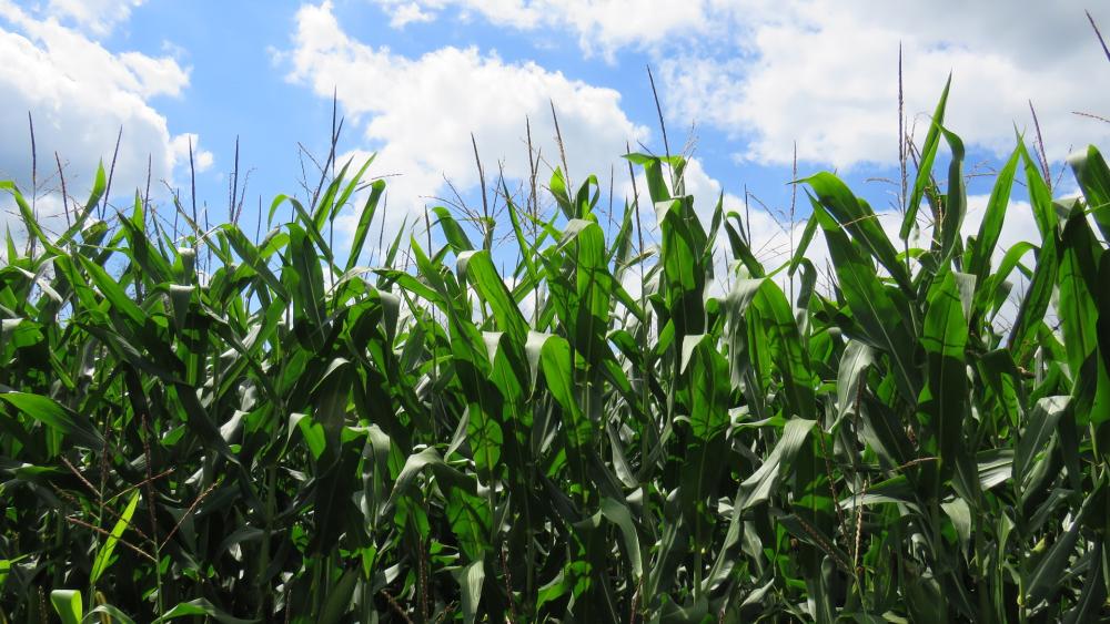 U.S. soybean, corn yields could be increased through use of machine