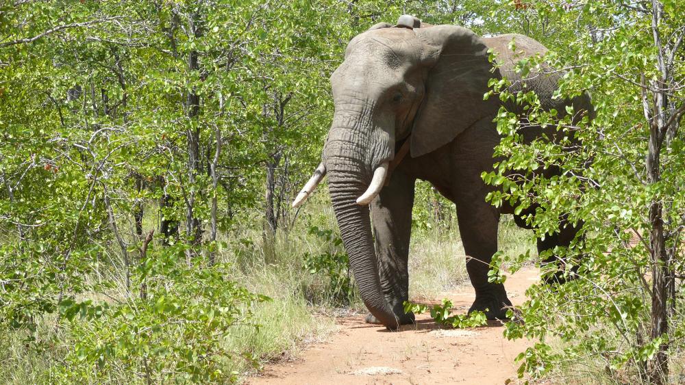 To catch a poacher: GIS, drones can improve elephant conservation ...